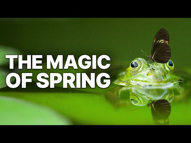 The Magic Of Spring | Animal Stories SDDEFAULT Thumbnail