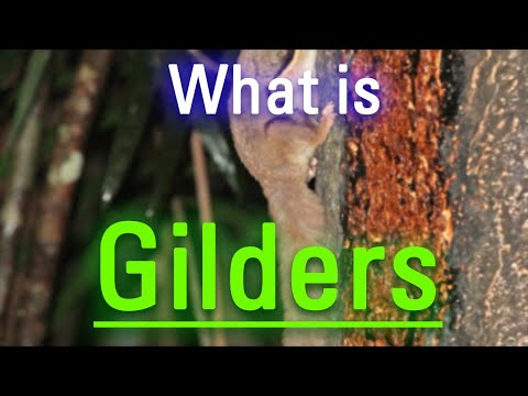 What are Gilders? | How to Say Gilders in English? | How Do Gilders Look?
