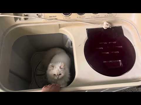 Identity crisis 😹 #cat #kitten #cutecat #catshorts #catlover #fyp #trending #shorts