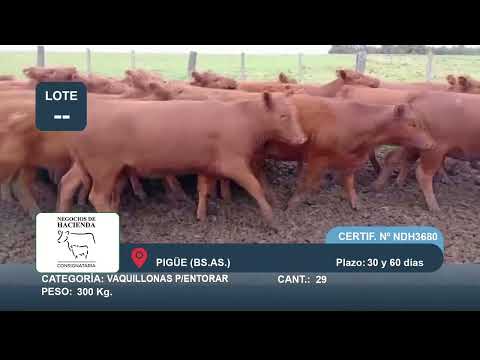 Lote Vaquillonas para Entorar - Pigüe Bs As