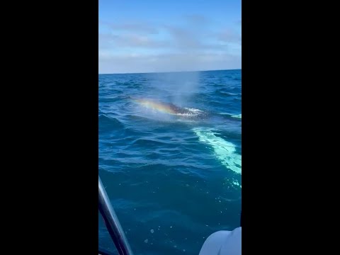 Temporada de ballenas en Chañaral de Aceituno