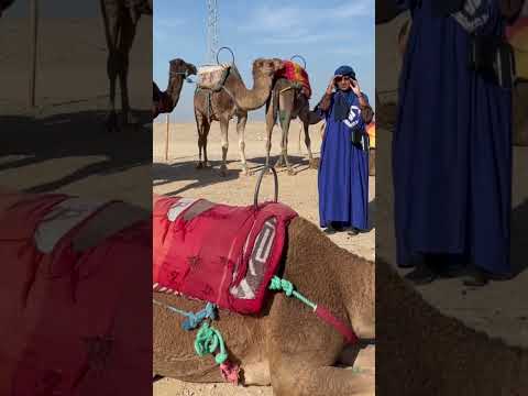 Ready for camel ride