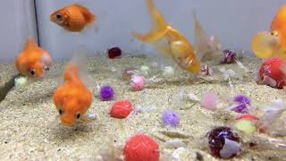 【動画癒し動画】金魚ぷるぷる