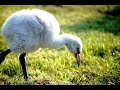 Chilean Flamingo Chick