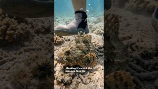 🪨 This “Rock” Is the Most Venomous Fish on Earth — And It Causes the Worst Pain Imaginable 🤯