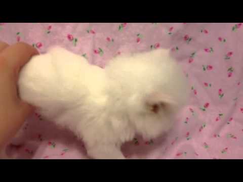 Cupcake - Teacup Female Solid White Persian Kitten for Sale from Daphne's Dolls Cattery