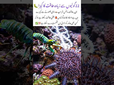 Mantis shrimp🦐 punch strong than a Bullet #mantisshrimp #naturefacts #wildlife #nature #shorts