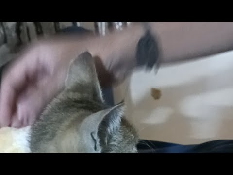 Live cat cute baby