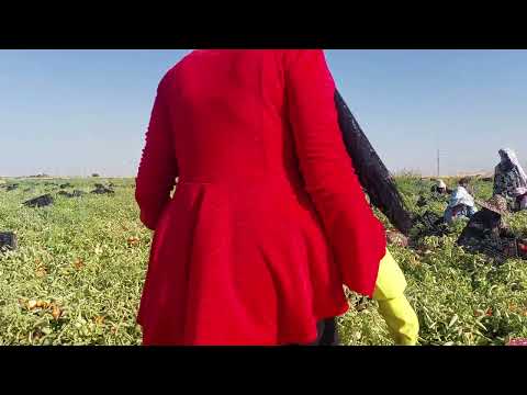 A typical day in the tomato fields with workers