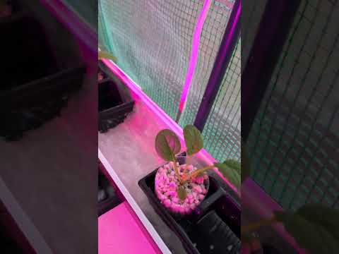 Day 34 #hydroponics process