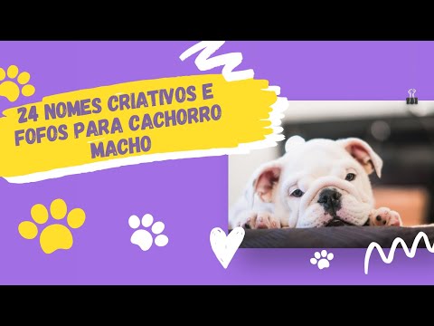 24 Nomes criativos e fofos para Cachorro macho