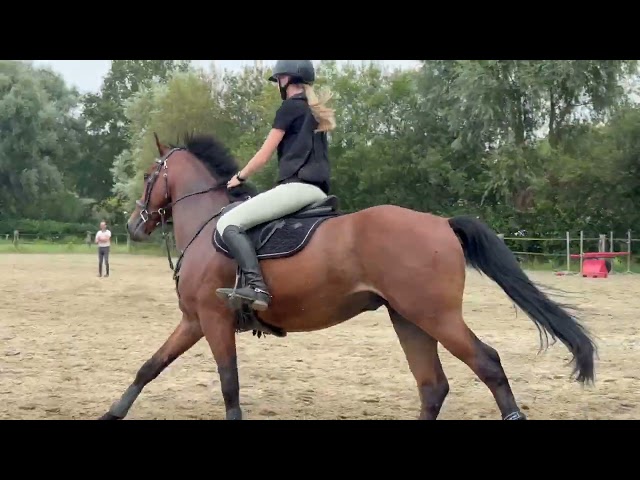 KWPN - Hongre - 5 ans