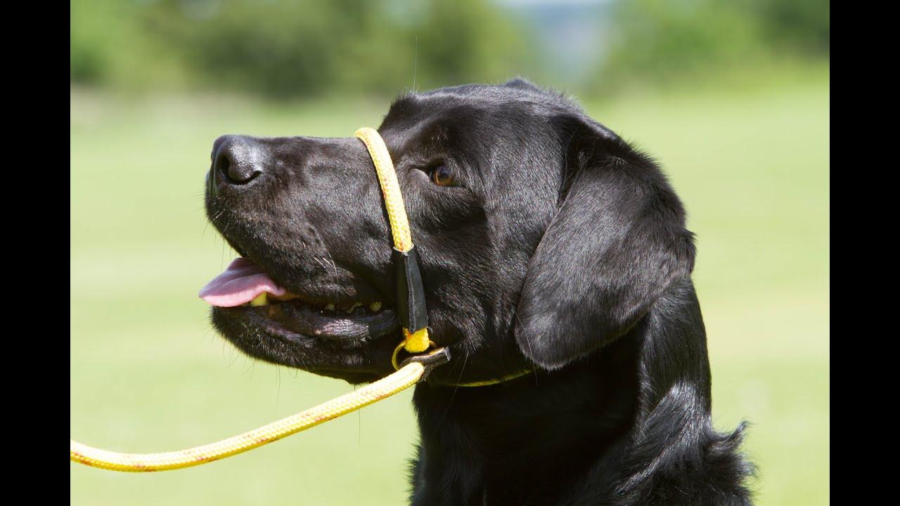 Watch video Using a slip lead as a halter...A BAD IDEA! Now Using a slip lead as a halter...A BAD IDEA!