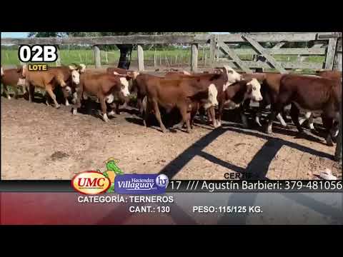 Lote 130 Terneros en Col. Elisa, Chaco