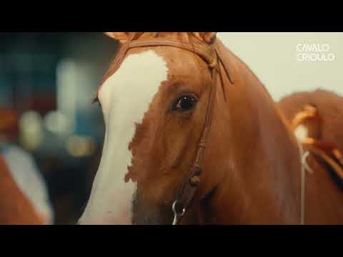 Cavalo Crioulo: A Paixão que Une Tradição e Família