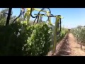 Vine Trimmer Video