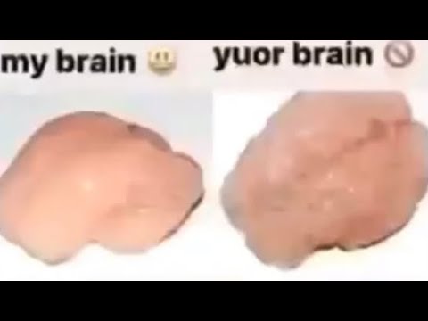 Smooth Brain Vs Wrinkled Brain Meme
