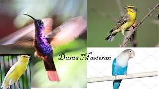 Download lagu Suara tembakan lovebird , kolibri ninja ,kenari, mozambik Masteran Istimewah mp3