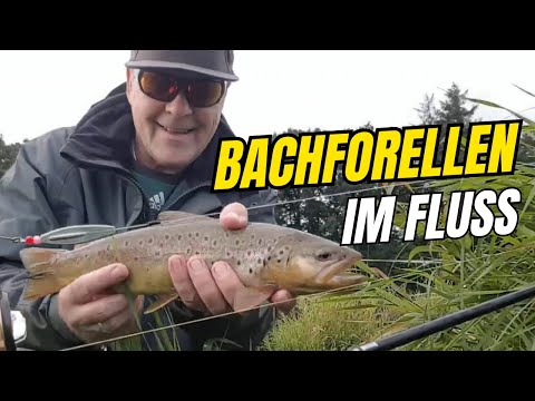 Bachforellen angeln im Fluss | So finde ich meine besten Spots