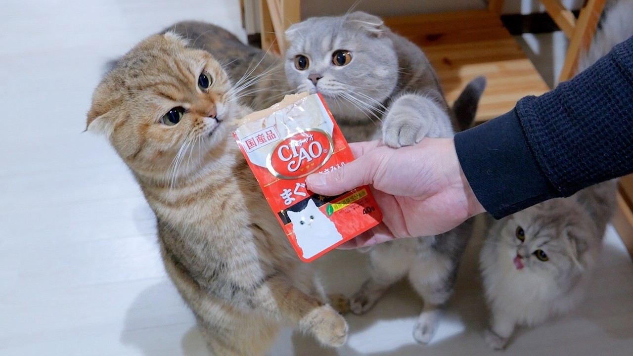 This kitten was so cute, it even waited for its owner's kiss for this moment!