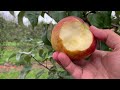 Triumph™ (MN1980) Apple Tasting