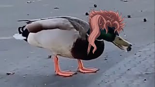 [JOJO] meme分享-鴨京院 