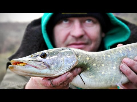 Szczupaki i okonie na spinning - jesienne wędkarstwo spinningowe