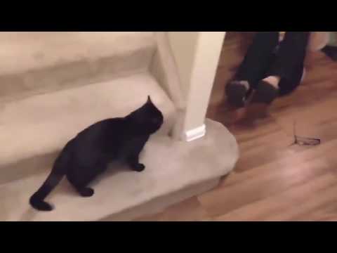 Angry Cats VS Dogs Funny Compilation 2020 !!!