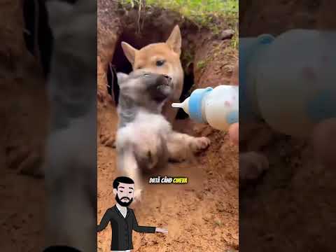 Nu a vrut să dea lapte la cățeluși..