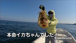 叶丸　春のアオリイカ釣り
