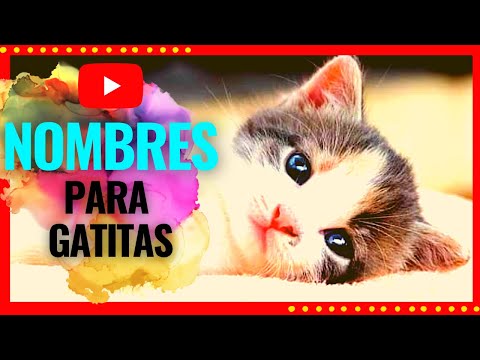 😸❤ Nombres para GATITAS HEMBRAS