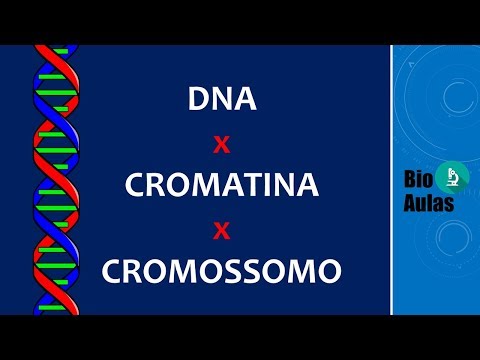 DNA, Chromatin, and Chromosome: Differences? (Molecular Biology) - Bio Classes