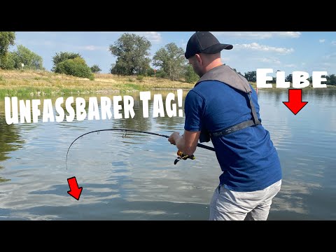 Wels angeln in der Elbe. Zweistellig Waller in Deutschland?