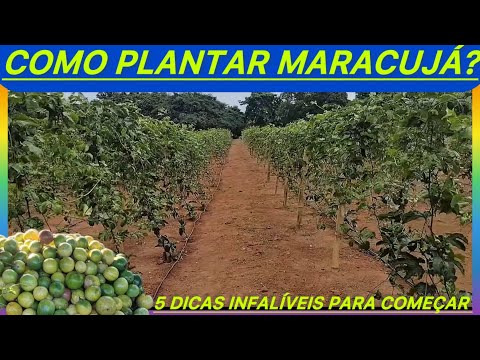 WANT TO PLANT PASSION FRUIT? 5 ESSENTIAL TIPS FOR PLANTING #agriculture #agriculture #agro