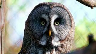 Aves em seus habitat