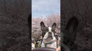 後ろでじゃんけん大会してても、全く気にしない🐶 #shorts