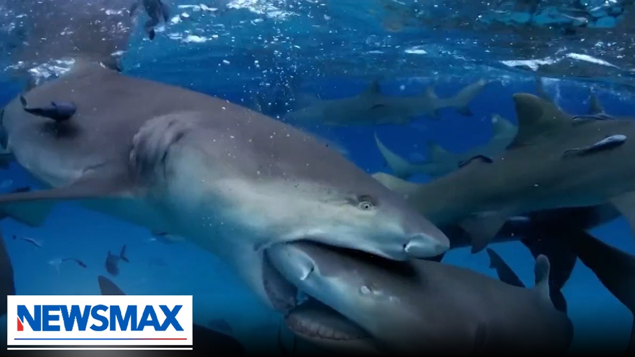 'More people die while sneezing and driving a car than from sharks': Tom "The Blowfish" Hird