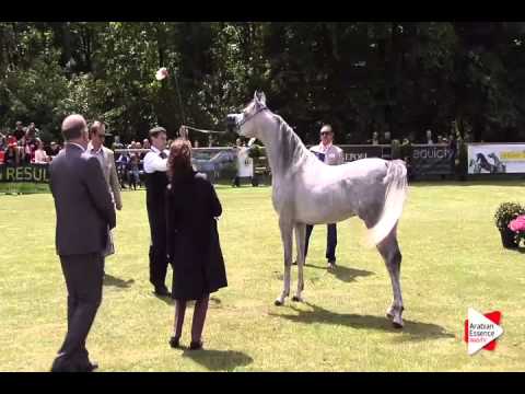 N.40 MADHER AL JAMAL - Bruges 2015 National - Stallion 4-6 years old (Class 8)