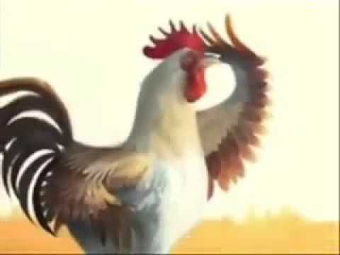 Quando un Gallo ti sveglia
