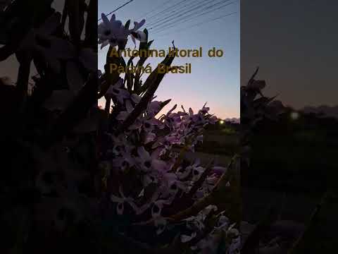 Antonina  litoral  do  Paraná  Brasil