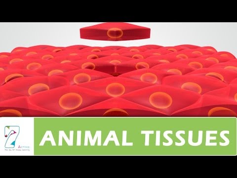 ANIMAL TISSUES PART 02