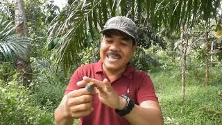 Download lagu cara termudah mikat khusus burung prenjak kepala merah mp3