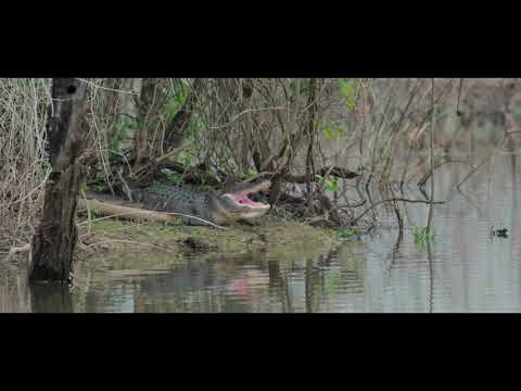 Gator yawns and Ducklings | Fuji xh2 + Tamron 150-500