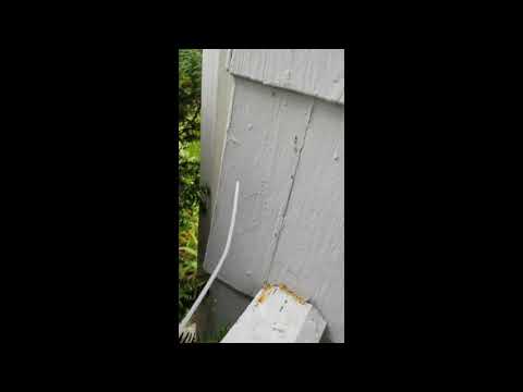 Shrubs & Bushes Make it Easy for Ants to Infest Home in Neptune, NJ