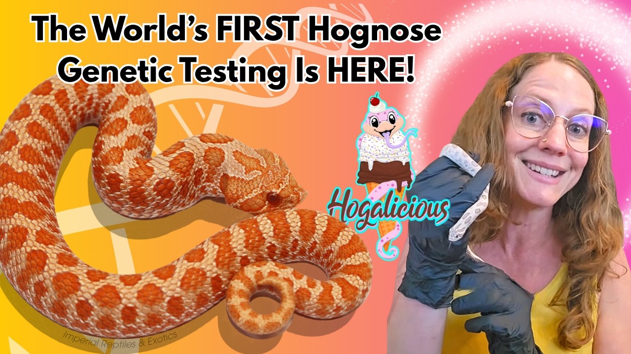 The World's First Hognose Genetic Testing (RGW Ep 151)