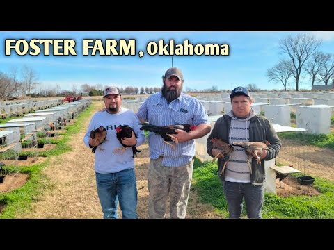 Pure Foster Kelso - FOSTER FARM - Oklahoma