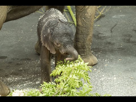 , title : 'Wie soll unser Elefanten-Baby heißen? (siehe Videobeschreibung) I Tiergarten Schönbrunn'