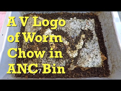 ANC worm bin with A V logo in worm chow after 2 weeks - vermicompost