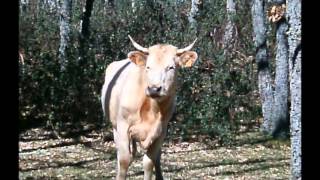 senda Pesquerías Reales