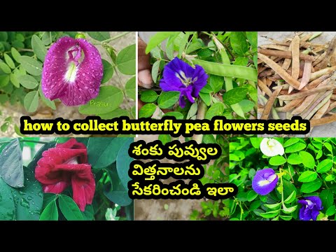 how to collect/aparajita /butterfly pea flowers seeds
